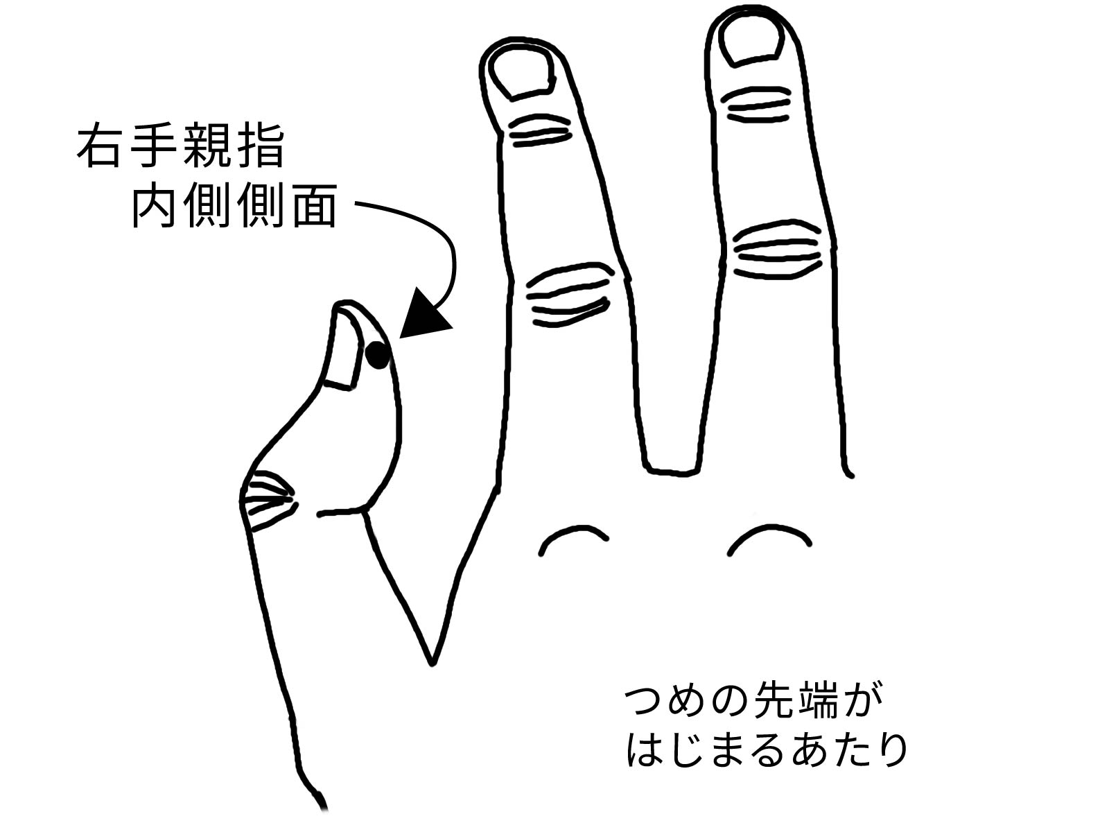 右手親指　弓との接点